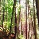Immagine Eventi Taglio bosco: dal 29 settembre aperte le istanze per la stagione 2026-2027